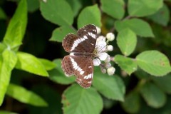 Limenitis camilla - White Admiral, Chambers Farm Wood, Lincs.