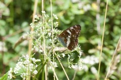 Limenitis camilla - White Admiral, Chambers Farm Wood, Lincs.