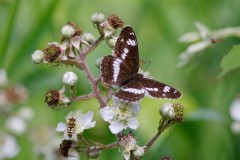 Limenitis camilla - White Admiral, Chambers Farm Wood, Lincs.