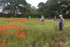 Poppies in set-aside field on farm