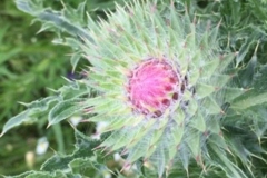 Musk Thistle