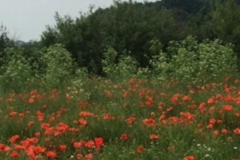 Poppies