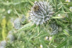 Spear Thistle