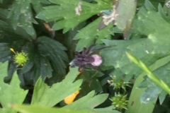 Unknown Spider