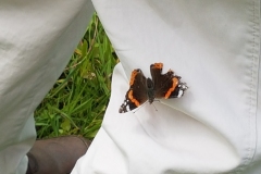 Red Admiral