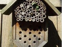 Bee Box