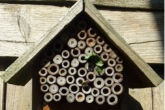 Bug House