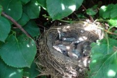 Nest