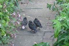 Starlings