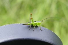 Conocephalus discolor - Long Winged Conehead, Thorne Moor