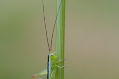 Conocephalus sp. (nymph), Woodside Nurseries, Austerfield.