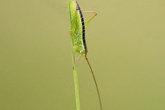 Conocephalus sp. (nymph), Woodside Nurseries, Austerfield.