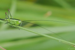 Conocephalus fuscus -  Long-wing Conehead, Thorne Moor