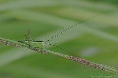 Conocephalus fuscus -  Long-wing Conehead, Thorne Moor