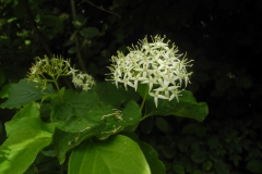 Common Dogwood (Cornus sanguinea), Lindrick Common, Yorkshire.