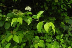 Common Dogwood (Cornus sanguinea), Lindrick Common, Yorkshire.