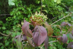 Common Dogwood (Cornus sanguinea), Lindrick Common, Yorkshire.