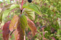 Common Dogwood (Cornus sanguinea), Lindrick Common, Yorkshire.