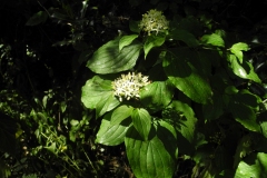 Common Dogwood (Cornus sanguinea), Lindrick Common, Yorkshire.