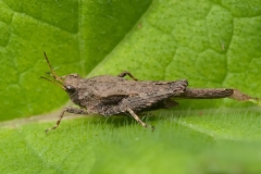 Tetrix subulata - Slender Ground-hopper, Danes Hill NR