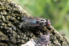 Anthomyia procellaris (female), North Anston Pit Tip