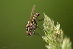 Anthomyiid Fly - Hylemya vagans, Sherwood Forest, Notts