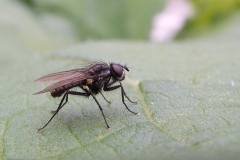 Anthomyiidae sp. Possibly Delia radicum, Conyer Alders, Notts