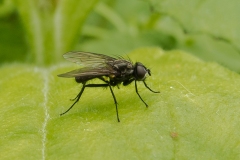 Anthomyiidae sp. Possibly Delia radicum, Conyer Alders, Notts