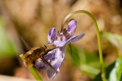 Bee-fly - Bombylius major, Gamston Wood, Notts