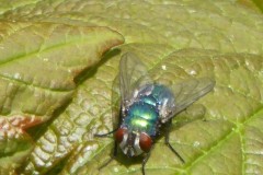 Lucila sericata - Greenbottle.