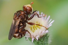 Sicus ferrugineus, Thorne Moor