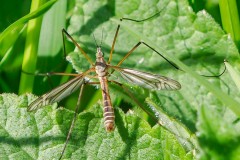 Tipula vernalis,Thorne Moor.