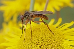 Empis livida, Thorne Moor