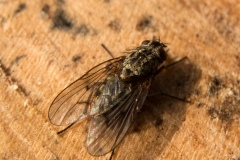 Graphomyia maculata, Danes Hill NR