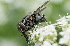 Graphomyia maculata, Danes Hill NR