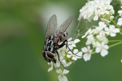 Graphomyia maculata, Danes Hill NR