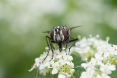 Graphomyia maculata, Danes Hill NR