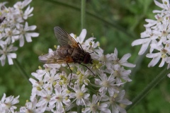 Hebecnema niga (female), Whitwell