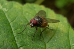 Helina abdoninales, Danes Hill NR