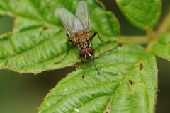 Helina depuncta (male) , Danes Hill NR