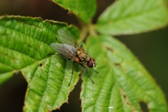 Helina depuncta (male), Danes Hill NR