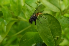 Graphomyia maculata (male), Laughton Wood