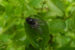 Graphomyia maculata (male), Laughton Wood