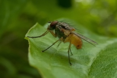 Helina abdoninales, Danes Hill NR