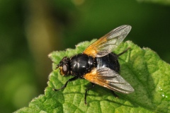 Mesembrina meridiana, Lound