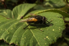 Mesembrina meridiana, Lound