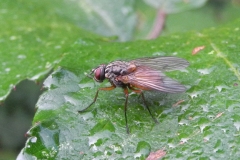 Phaonia subventa, Lindrick Common