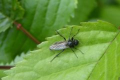 Bibio marci - St Mark's Fly (male)