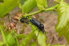 Bibio marci - St Mark's Fly (female)