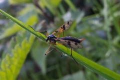 Phantom crane fly - Ptychoptera contaminata (female), Chesterfield Canal, Kilamarsh, Derbyshire